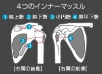 アシックス　肩甲骨モデル　インナーマッスル模式図.jpg